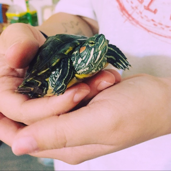 Meet your Posher, Tori - Picture 7 of 8